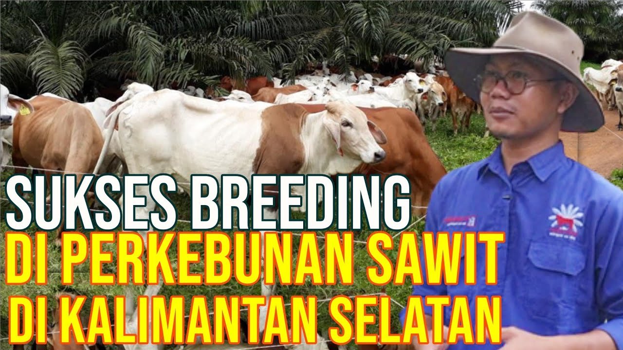 Pembiakan Sapi Di Perkebunan Sawit Kalimantan Selatan.jpg
